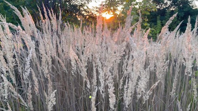 Swaying in the wind dry wild grass spikes field at golden hour sunset background