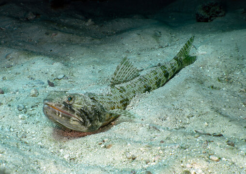 Nature and Wildlife: Sand Diver Lizardfish Resting Partially Buried on Sandy Seabed in Key Largo, Florida