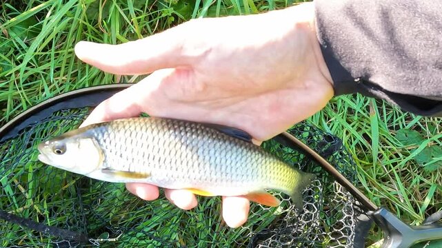 Close up of caught European chub (Squalius cephalus) fish resting in landing net held by angler hand. Successful sport fishing and catch concept.