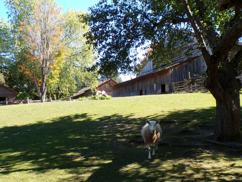 Fall landscape with sheep on grass