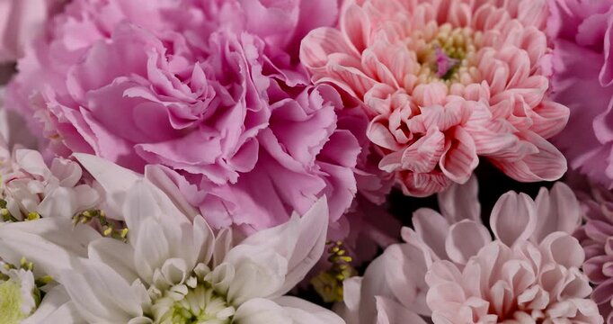 Striped pink chrysanthemum next to fluffy carnation flower, fresh chrysanthemum flower inside romantic floral arrangement