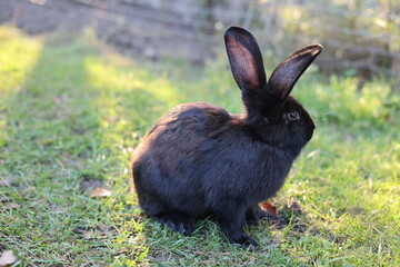 Wild black hare exploring forest edge, wildlife nature and ecosystem concept © Алина Неборская