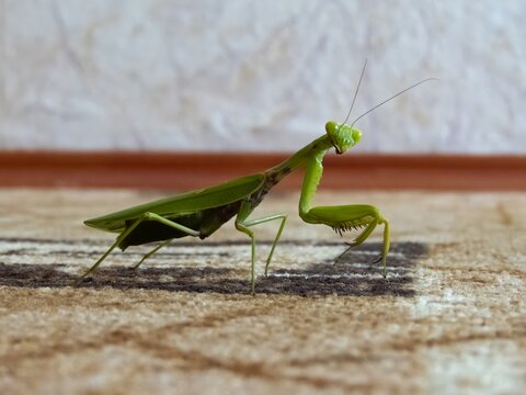 Insect &mdash; predator: a green praying mantis on a carpet indoors &mdash; a profile view on a sunny day.