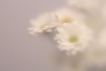 Fototapeta premium Smoke selected soft focus Chamomile, chrysanthemum aster Flower through translucent matte frosted glass. Abstract natural blurred grain light fog background.