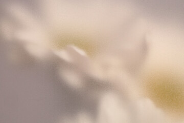Fototapeta premium Smoke selected soft focus Chamomile, chrysanthemum aster Flower through translucent matte frosted glass. Abstract natural blurred grain light fog background.