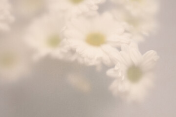 Fototapeta premium Smoke selected soft focus Chamomile, chrysanthemum aster Flower through translucent matte frosted glass. Abstract natural blurred grain light fog background.
