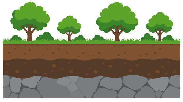 A geological cross section diagram illustrating subterranean soil stratigraphy layers beneath lush green forest trees and bushes vector depicting ground strata topsoil and solid bedrock