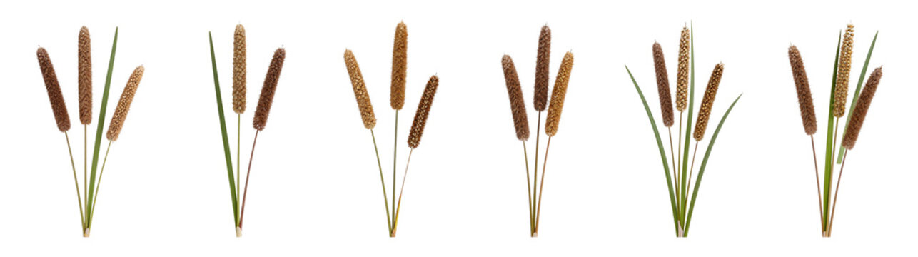 Set of dried cattail reeds isolated on transparent background