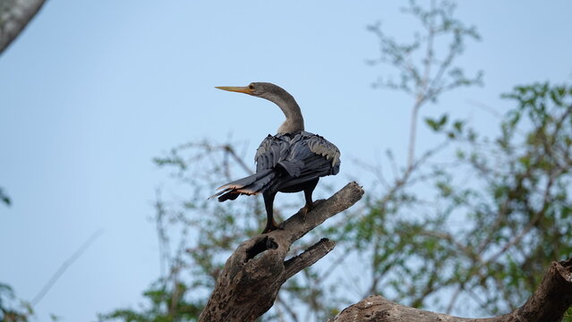 Female Anhinga Bird, Beni, Boliva