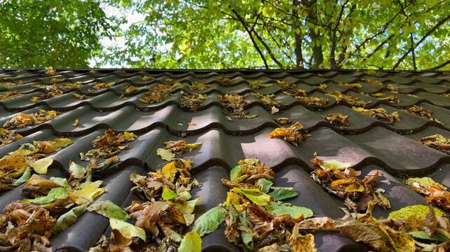 Autumn leaves fallen on a brown tile roof with trees in the background, gentle motion footage