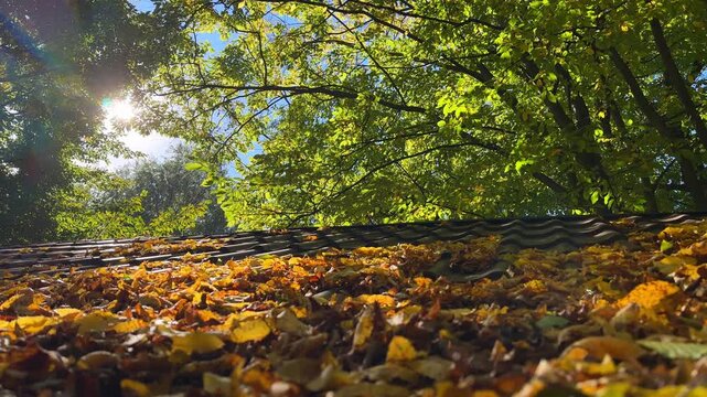 Footage of autumn leaves covering a rooftop with trees and sunlight in the background