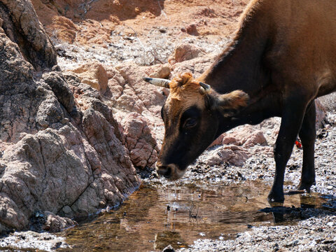 Close-up portrait of red Corsican cow with horns in rural Corsica