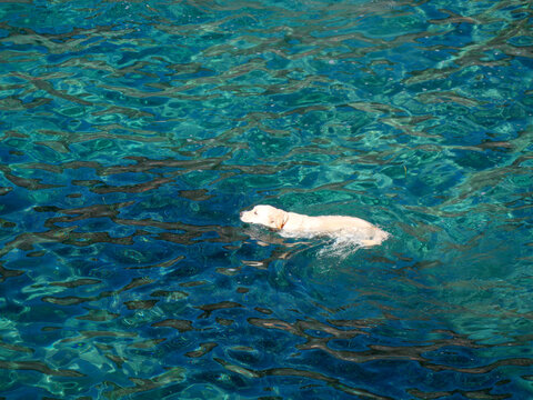 White Labrador swimming happily in crystal clear turquoise Mediterranean Corsica