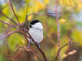 Small and adorable passerine willow tit, Poecile montanus perched on a branch in autumn foliage © Dmitrii Potashkin