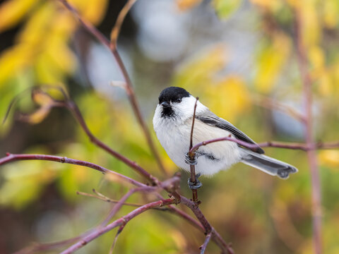 Small and adorable passerine willow tit, Poecile montanus perched on a branch in autumn foliage