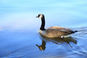 Canada goose on calm autumn water © fluffypw88