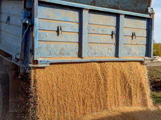 Golden stream of wheat or barley grain pouring from an open blue dumper truck body for animal livestock feed production outdoors. Dynamic agricultural crop harvest concept scene, gold seeds.  © Dmitry Presnyakov