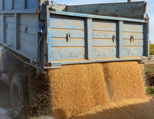 Golden stream of wheat or barley grain pouring from an open blue dumper truck body for animal livestock feed production outdoors. Dynamic agricultural crop harvest concept scene, gold seeds.  © Dmitry Presnyakov