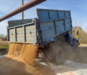 Dumper truck unloading wheat or barley grain for animal livestock feed production outdoors. Organic agricultural crop harvest concept scene, gold seed heap unloading process background farming. © Dmitry Presnyakov