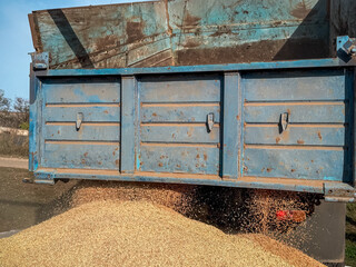 Golden stream of wheat or barley grain pouring from an open blue dumper truck body for animal livestock feed production outdoors. Dynamic agricultural crop harvest concept scene, gold seeds.  © Dmitry Presnyakov