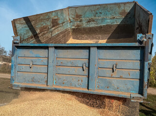 Golden stream of wheat or barley grain pouring from an open blue dumper truck body for animal livestock feed production outdoors. Dynamic agricultural crop harvest concept scene, gold seeds.  © Dmitry Presnyakov