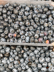 Fresh blueberries placed in open plastic containers on a supermarket counter highlight a popular berry valued for antioxidants, vitamins and natural nutrients © Harmony Video Pro