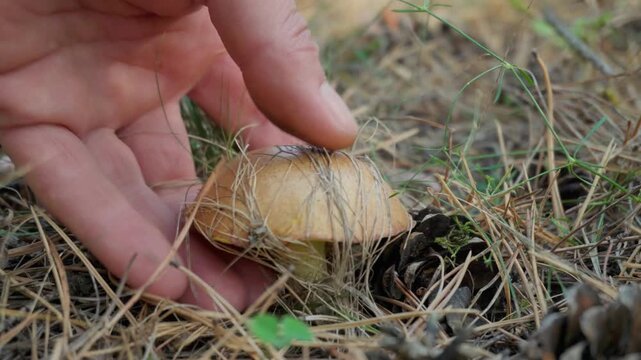 A hand carefully lifts a small yellow Suillus mushroom from pine needles and dry grass, revealing its pale stem and underside beside scattered cones on the forest floor
