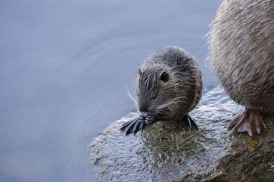 Nutria Grooming by Water