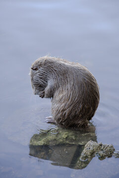 Nutria Standing in Water