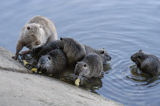 Nutria Family Group by Water