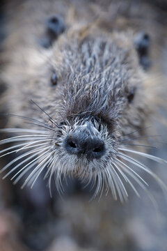 Cute Nutria Close Up Portrait