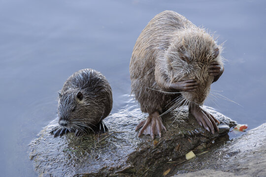 Nutria Grooming with Smaller Companion