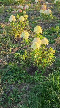 Panicle hydrangea bushes cultivated in an outdoor nursery grow in neat rows with vibrant white and pink flowers illuminated by warm golden hour sunlight during sunset hours in autumn.