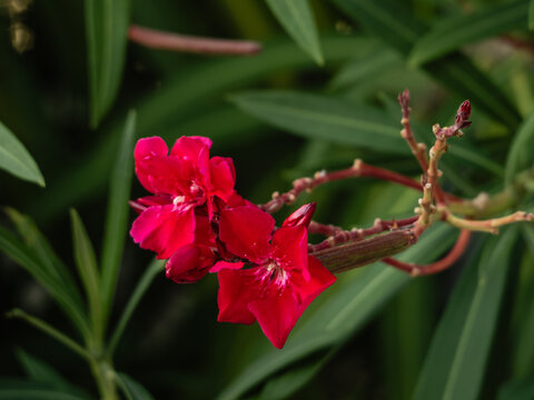 Beautiful nerium oleander blossoms with dark green leaves in a Mediterranean garden