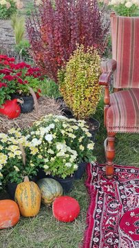 Outdoor autumn photo location featuring pumpkins, potted chrysanthemums, hay bales, and a vintage striped armchair on a red pattern rug in a beautiful garden set during daytime.