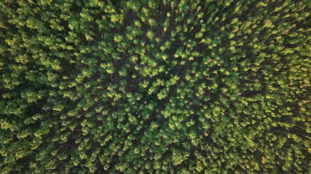 Ascending Rotating Aerial View Over Hemp Field