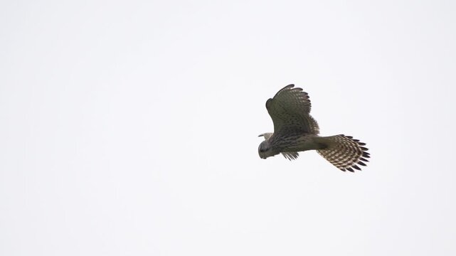 A common kestrel (Falco tinnunculus) hovering elegantly on the wind - slow motion