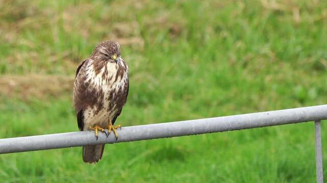 An adult common buzzard (Buteo buteo) is perched on a metal fench.
