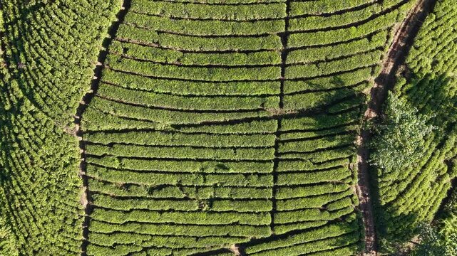 Aerial view of neat tea rows in vibrant green hills. Rows stretch across slopes