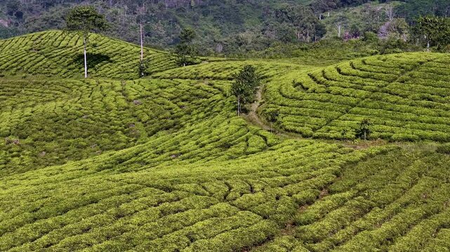 Aerial drone shot of vibrant terraced tea fields at Kertowono showcasing green patterns rural landscape.