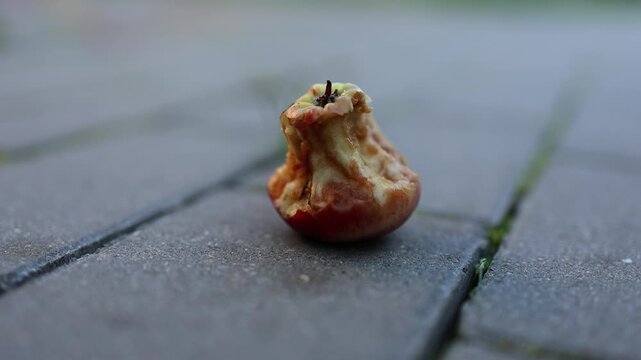 Gnawed apple core resting on outdoor paving stones. Food waste and litter. Fruit leftovers and decomposition. Close-up study of discarded organic matter.