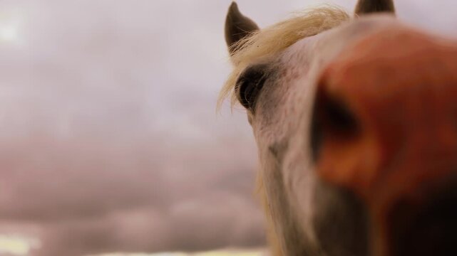 Pale horse standing in a rural paddock beside green pasture. Equine livestock and domestic animal care. Countryside farm life and natural habitat.