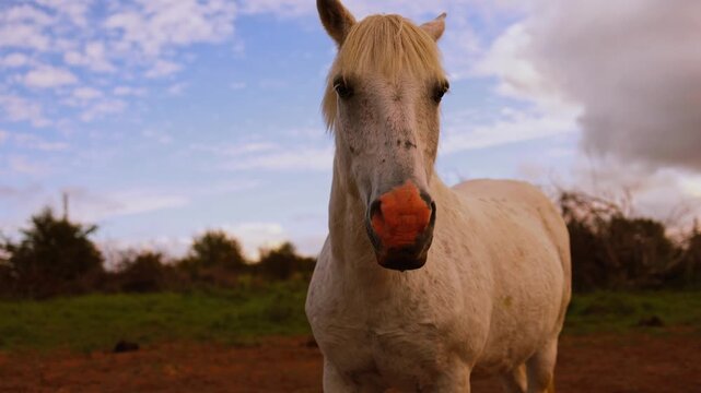 Pale horse standing in a rural paddock beside green pasture. Equine livestock and domestic animal care. Countryside farm life and natural habitat.