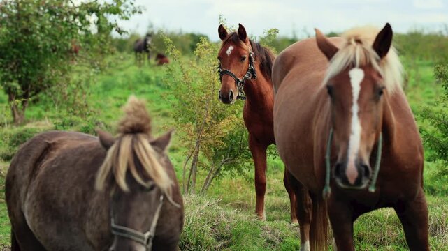 Horses standing in a green pasture, with chestnut, bay and gray horses facing the camera. Equine animals on a farm. Horse herd in a rural paddock. Livestock outdoors.