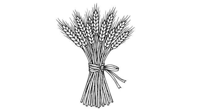 Black outline vector icon of a tied wheat sheaf with slender stems topped by grain ears wrapped in knotted bow drawn in thin lines in centered vertical arrangement showcasing harvest fullness