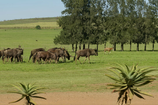 a herd of blue wildebeest grazing across open green grasslands while a blesbok walkspast the ground, framed by native aloe plants and tall trees under a sunny sky in a south african game reserve