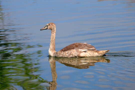 Ein junger Schwan im Wasser
