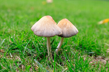 Pilze im Garten © fine pics