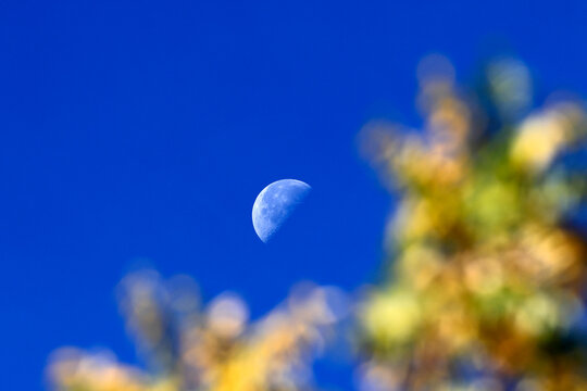 Baum in Herbstf&auml;rbung und Mond im blauen Himmel