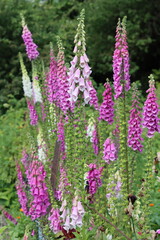 Fototapeta premium Foxgloves in a garden in summer
